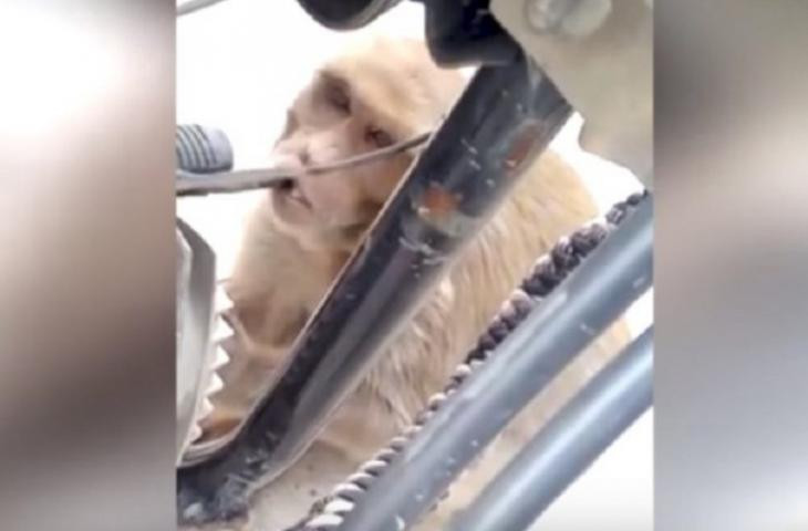 Αυτή η μαϊμού θα σας αφήσει άφωνους: Δείτε τι κάνει (βίντεο)